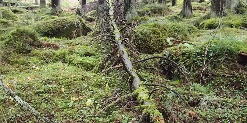 Picture of a Fallen Tree