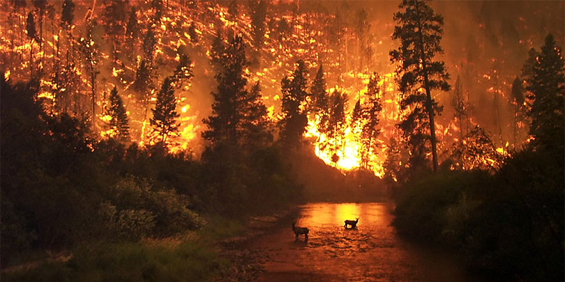 Picture of a Wildfire