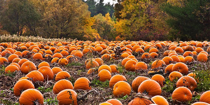 Picture of a Pumpkin Patch