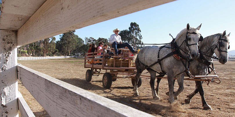 Picture of a Horse Carriage