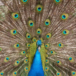 Picture of Peacock