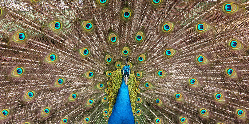 Picture of Peacock