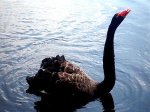 Black Swan Event? Florida Appellate Court Rejects Jury’s Bad Faith Verdict