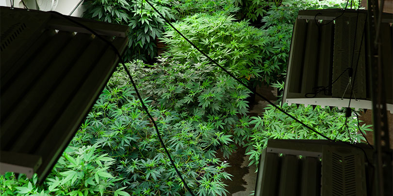 Marijuana Grow House