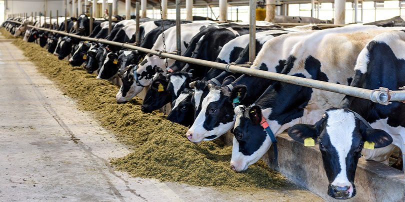 Cows aligned in a dairy farm